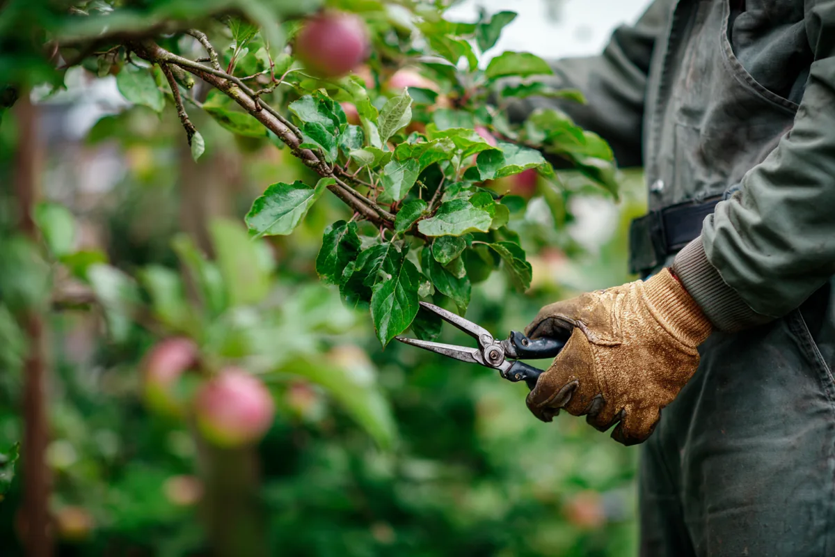 Arborist beskærer træ med klatreudstyr og håndsav under træbeskæring i Roskilde